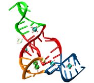 Ribozyme. Source: ORNL